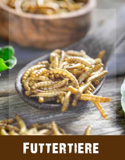 Futterinsekten Futterinsekten